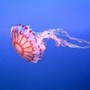 Medusa ortica, così provoca dolore e morte delle cellule: eparina protegge dal veleno