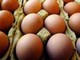 Richiamo uova biologiche per rischio Salmonella: lotti e scadenze