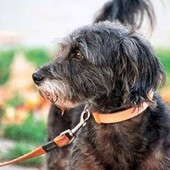 Avere un cane protegge il cuore e allunga la vita, il maxi studio