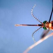 West Nile, Asl Teramo registra primo caso 2026 in Abruzzo: 85enne in buone condizioni