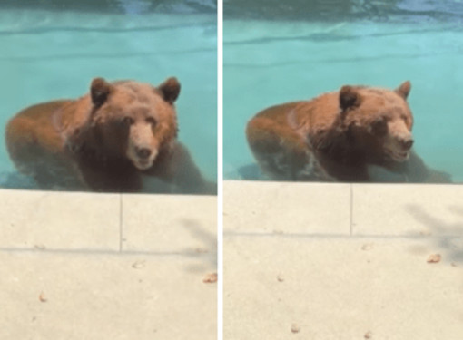 Orso si intrufola in un'abitazione privata per... un tuffo in piscina - Il video Orso si intrufola in un'abitazione privata per... un tuffo in piscina - Il video