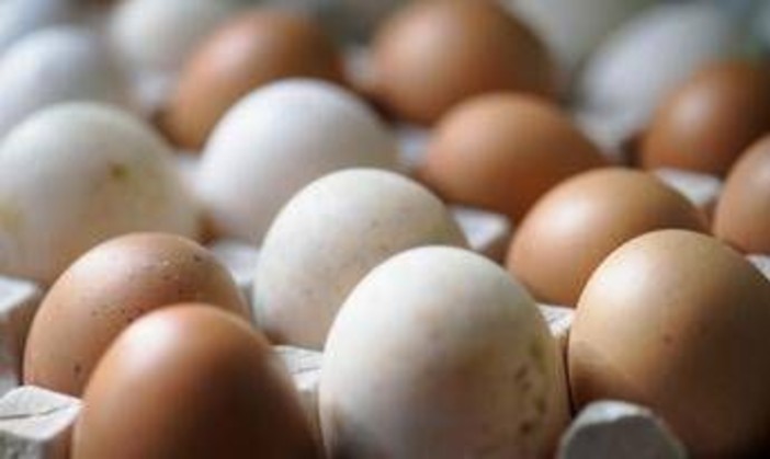 Epidemia di salmonella nel Regno Unito, 1 morto e oltre 200 casi: "Colpa delle uova importate" Epidemia di salmonella nel Regno Unito, 1 morto e oltre 200 casi: "Colpa delle uova importate"
