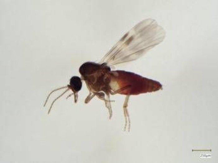 Virus Shamonda, chi lo trasmette? L'imputato è il Culicoides: identikit del 'moscerino pungente'