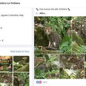 Cucciolo di ocelot al Parco Faunistico La Torbiera, il lieto evento vola sul web