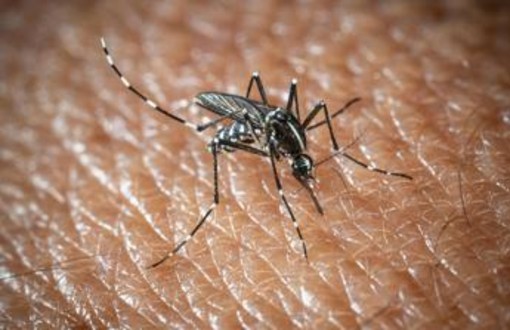 West Nile a Oristano, morta un'altra persona: è la quarta vittima del virus nella provincia