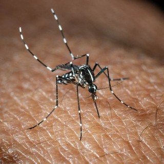 In Italia 351 casi di West Nile, 22 i decessi