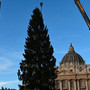 Piazza San Pietro, arriva il Natale: innalzato l'abete gigante da 27 metri