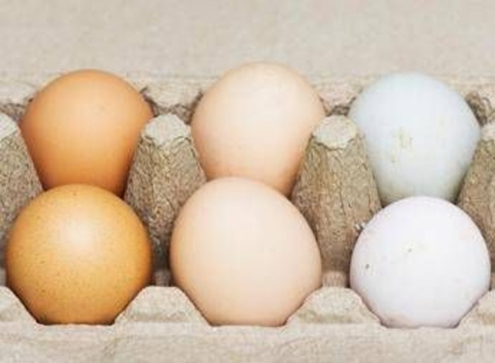 Uova bianche o marroni, quali sono migliori? Ecco cosa dice la scienza Uova bianche o marroni, quali sono migliori? Ecco cosa dice la scienza
