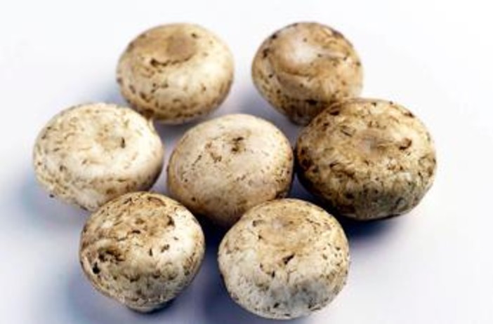 Da funghi champignon possibile azione anti-cancro prostata, si studia meccanismo Da funghi champignon possibile azione anti-cancro prostata, si studia meccanismo