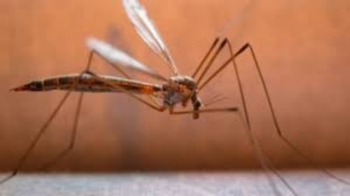 La Regione approva il programma per la lotta alle zanzare. 2,5 milioni a bilancio